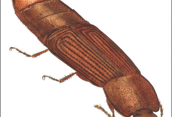 Беспозвоночные на грани исчезновения