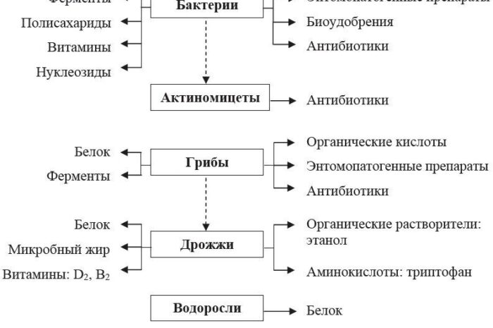Блокировка синтеза белка в борьбе с вредными бактериями