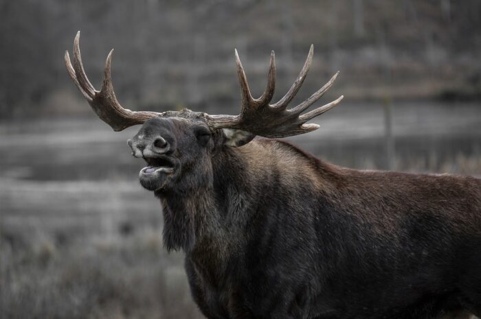 Древнейшие подвески из зубов лося нашли в Сибири