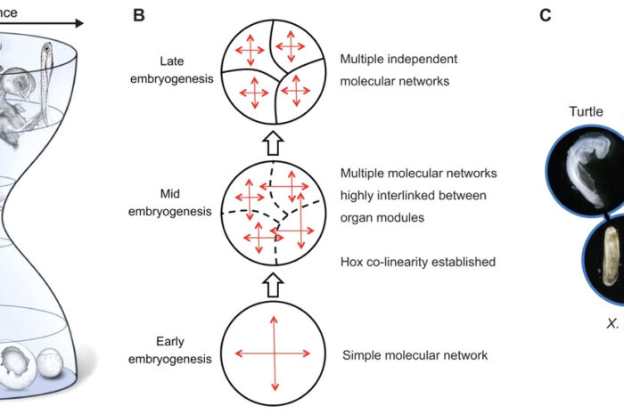 Древние позвоночные в разгадке тайн онтогенеза