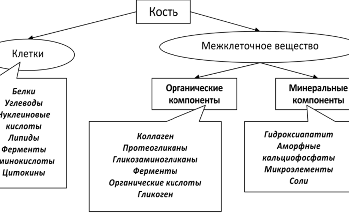 Химический состав костей рассказал о короле