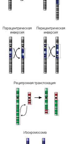 Хромосомные перестройки у гиббонов