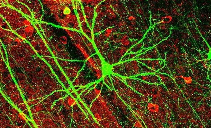 Классическое представление о работе нейронов мозга оказалось ошибочным