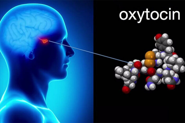 Клетки головного мозга объясняют просоциальный эффект окситоцина