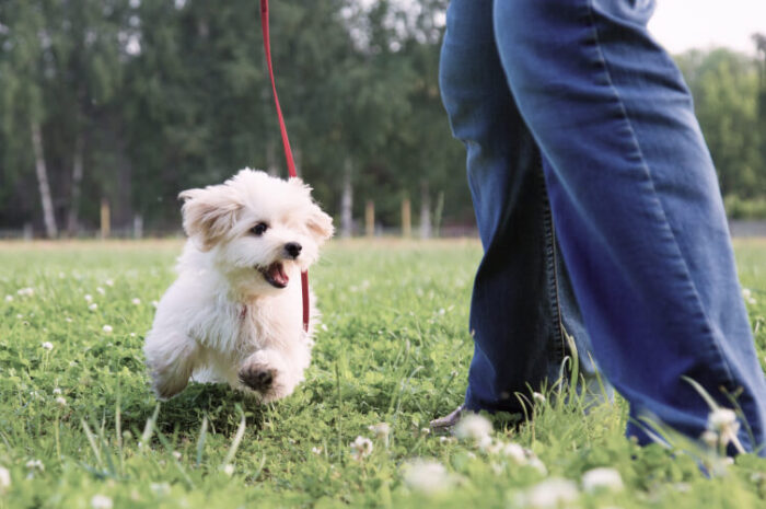 Научить собаку ходить на поводке?