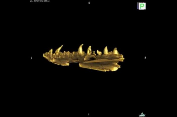Новая находка переписала историю возникновения змей — Динозавр на обед