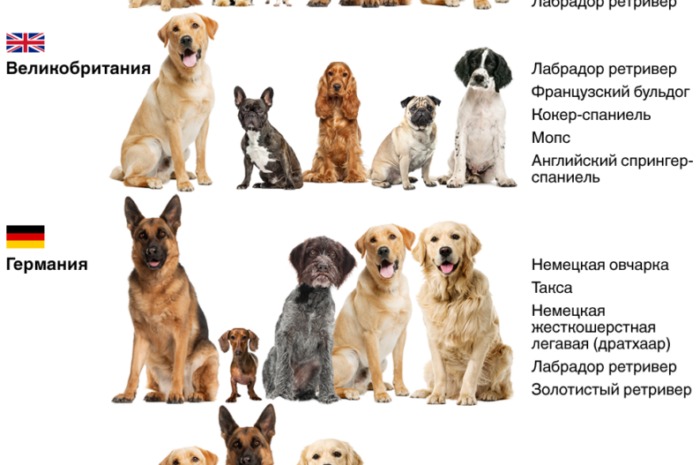 Одна из самых популярных пород собак