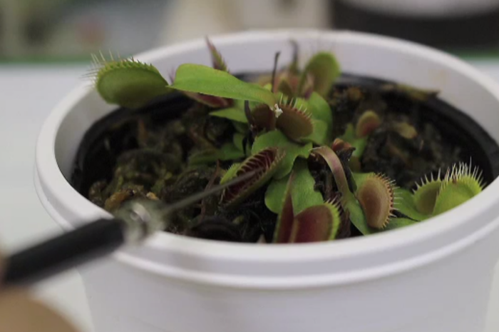 Оказывается, анестезия действует и на растения