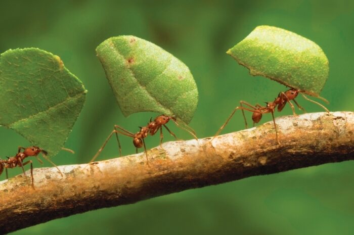 От одиночества муравьи умирают — Ученые выяснили
