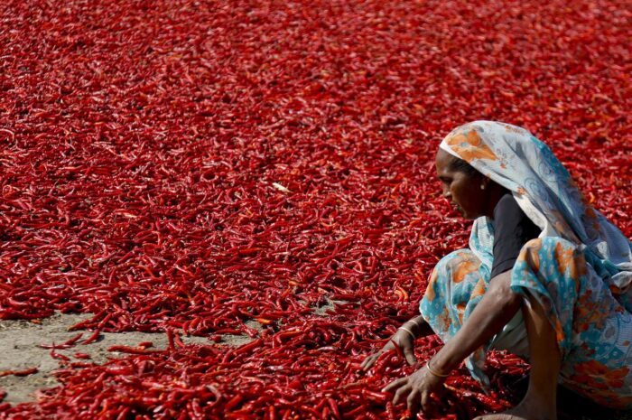 Перец чили поможет человечеству «сжечь» лишний жир, заявляют ученые