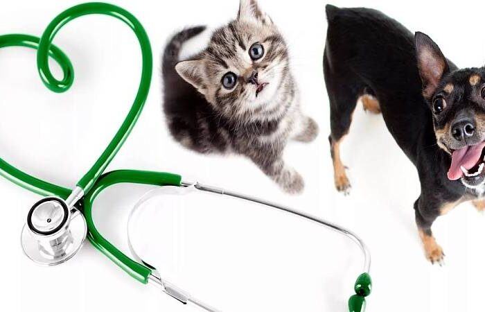 Первый визит кота к ветеринару