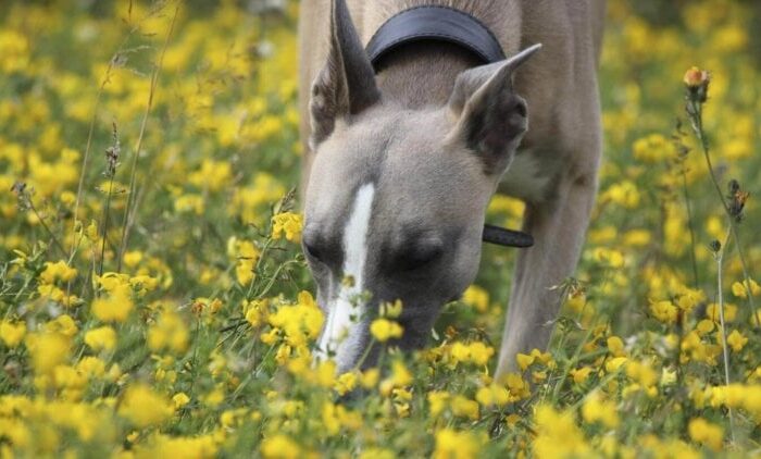 Похоже, собаки могут «видеть» своими мощными носами