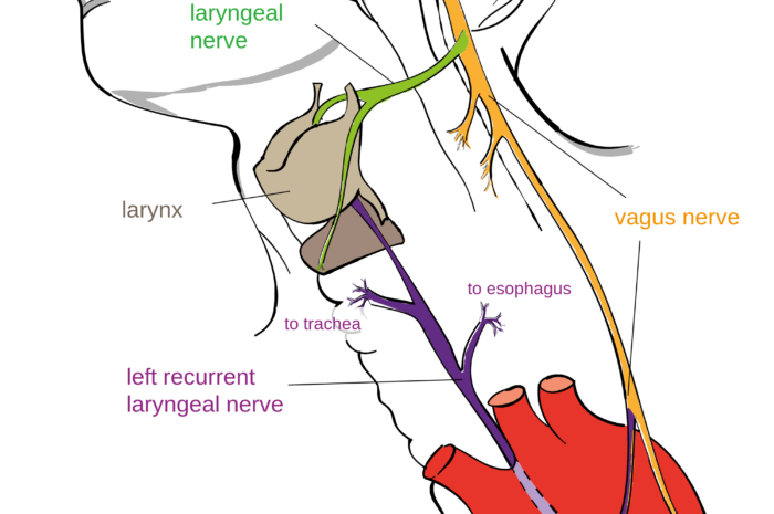 Трансхьюманами — как бы постчеловеки?