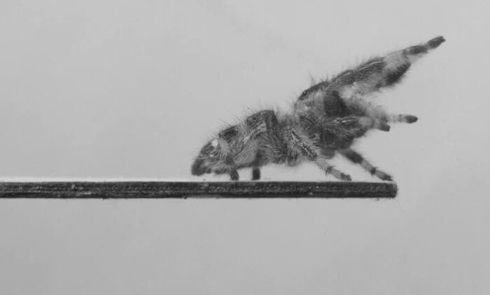 Ученые научили паука прыгать, чтобы затем научить роботов