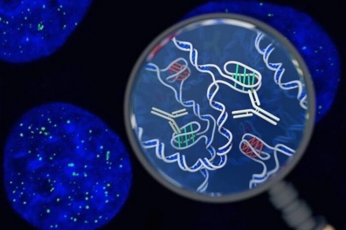 В человеческих клетках впервые обнаружена новая форма ДНК