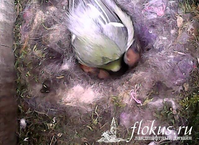 Видеосъемка вылупления птенца туатары