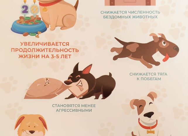 Зачем стерилизуют собак